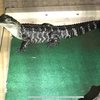 Chester County Drug Alligator
