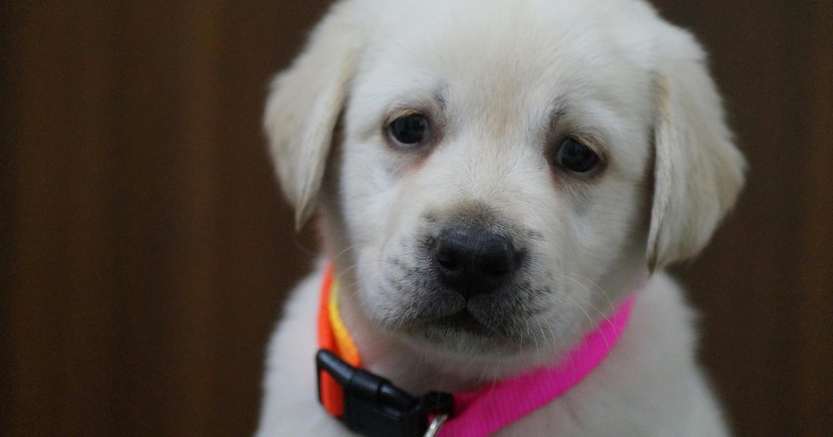 New Jersey lawmaker wants to give pet owners $900 in annual tax credits