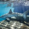 Ocean City Shark OCEARCH