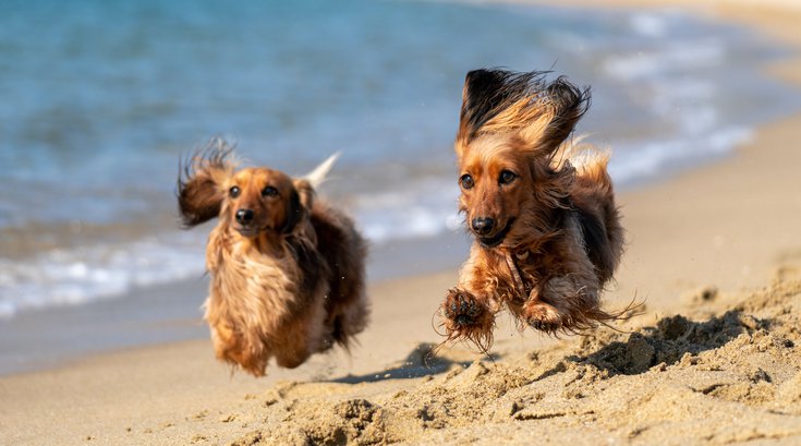 Doggie Dash in Wildwood