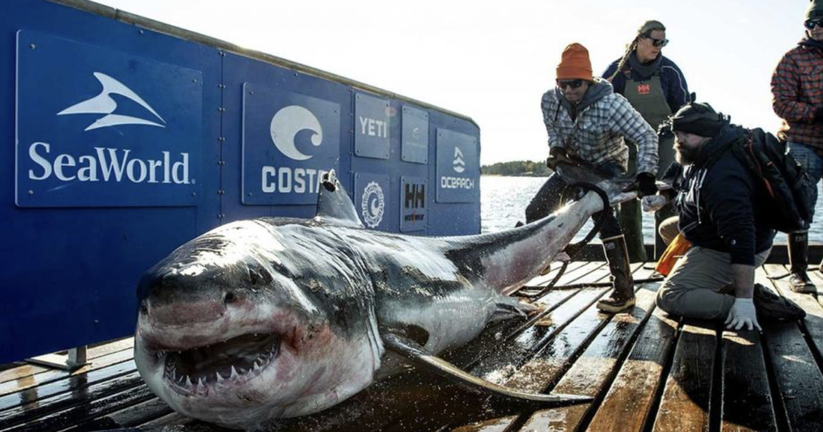 Ironbound, a 1,000-pound great white shark, pinged off New Jersey 