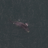 Right whale jersey shore