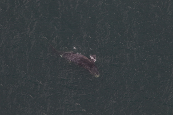 Right whale jersey shore
