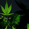 Marijuana Bill Senate