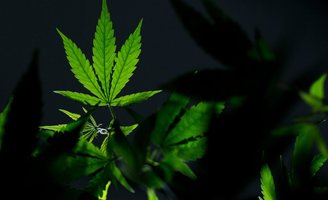 Marijuana Bill Senate