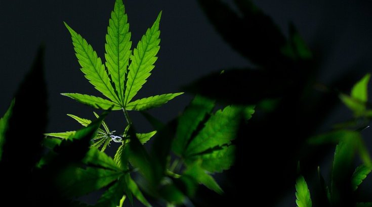 Marijuana Bill Senate