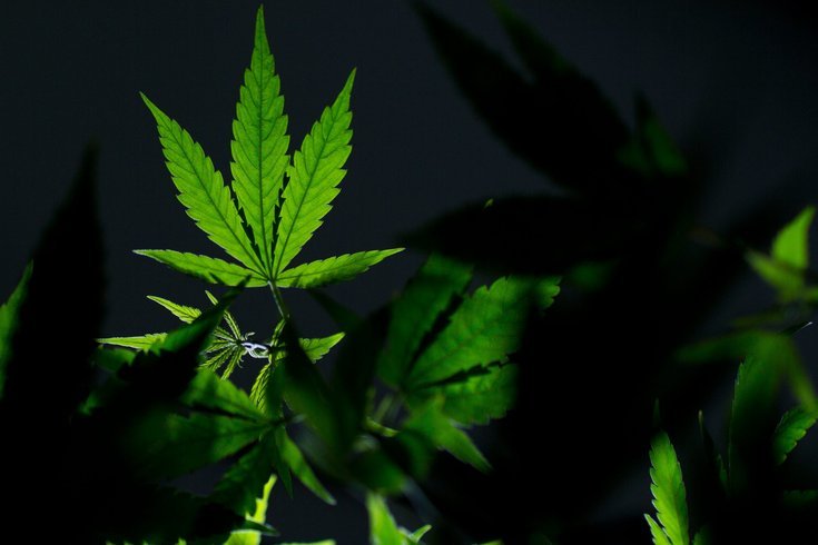 Marijuana Bill Senate