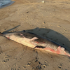 Beaked Whale NJ