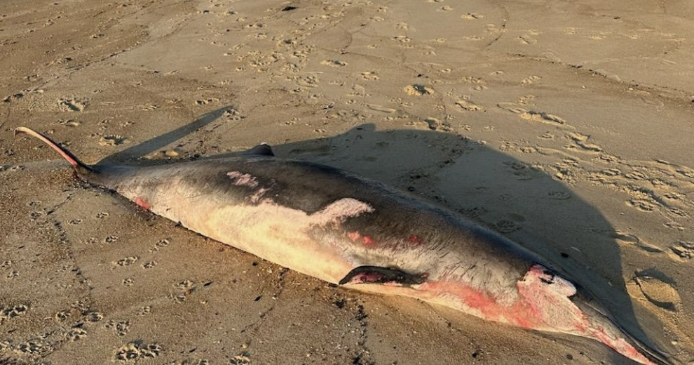 Rare beaked whale found dead on Jersey Shore beach - Vimarsana News