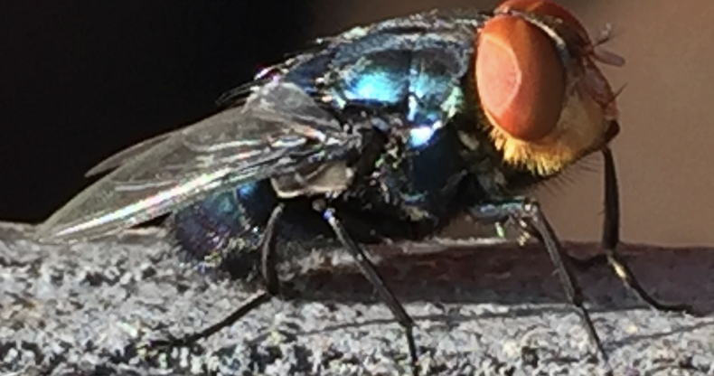As invasive fly that threatens pets and livestock enters Texas, Pennsylvania and New Jersey take precautions
