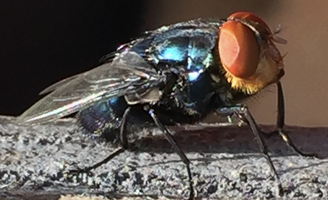Pennsylvania, New Jersey take precautions against invasive New World Screwworm
