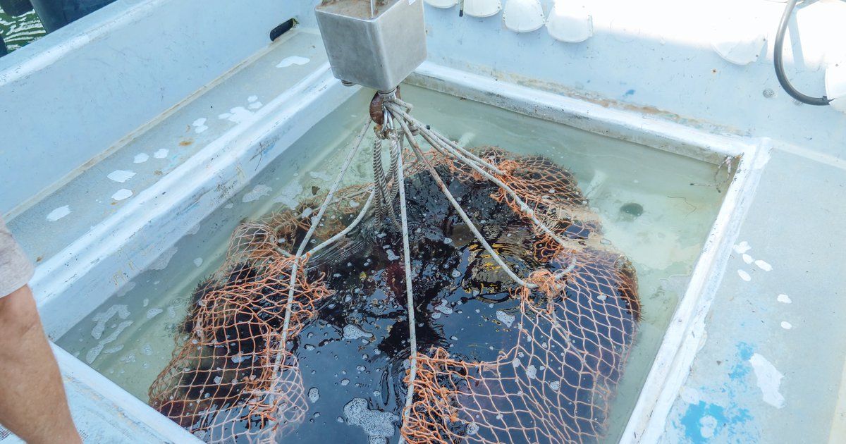 Shrimp fisheries under scrutiny