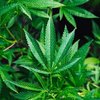 Marijuana Seniors US