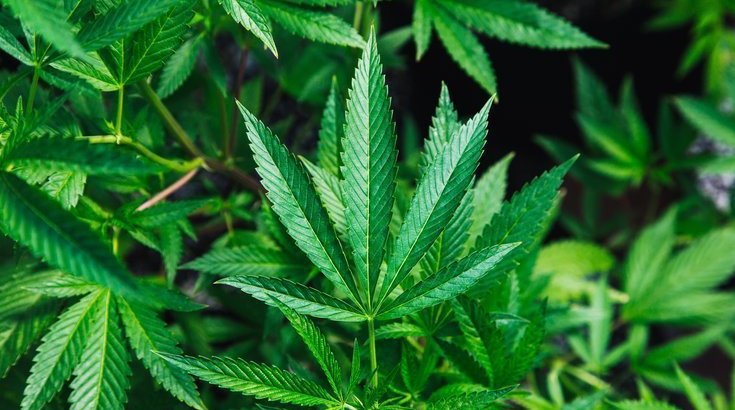 Marijuana Seniors US