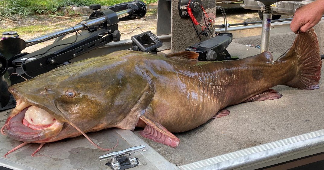 Angler's 66-pound flathead catfish breaks Pennsylvania fishing