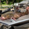 Pennsylvania Flathead Catfish Record