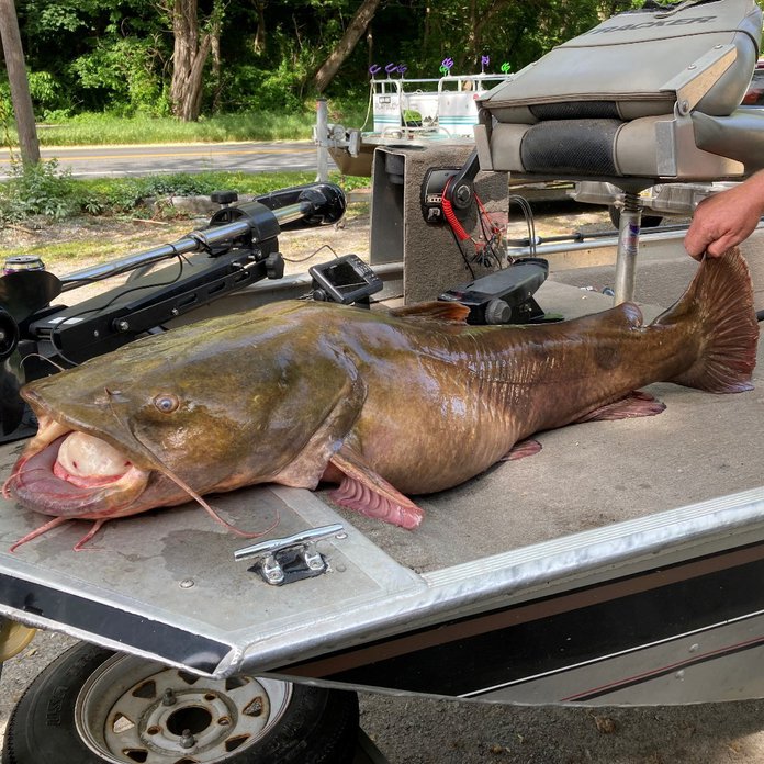 Angler's 66-pound flathead catfish breaks Pennsylvania fishing