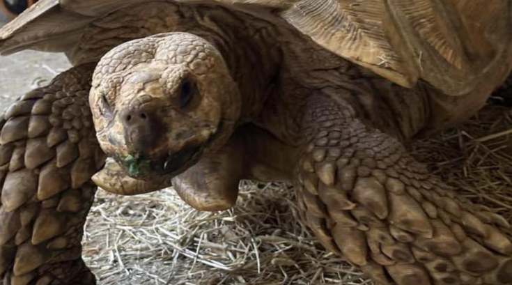 Tortoise Delco School