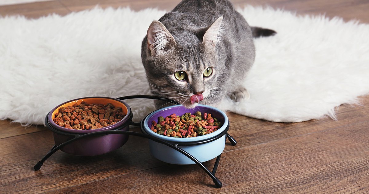 Best Cat Food for Sensitive Stomach Top 5 Cat Foods for Healthy