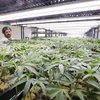 Pennsylvania Marijuana Bill