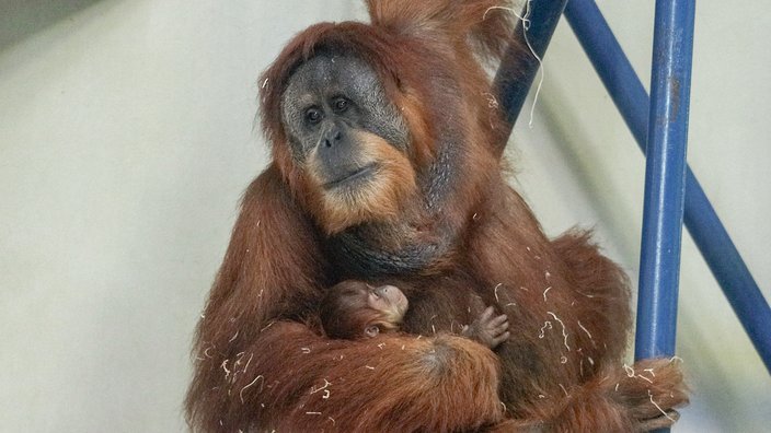 Zoo Orangutan Two