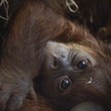 Baby Orangutan Zoo