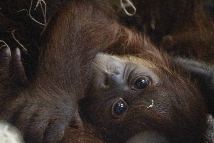 Baby Orangutan Zoo