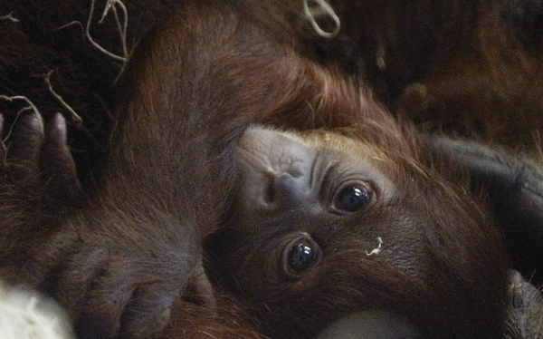 Baby Orangutan Zoo