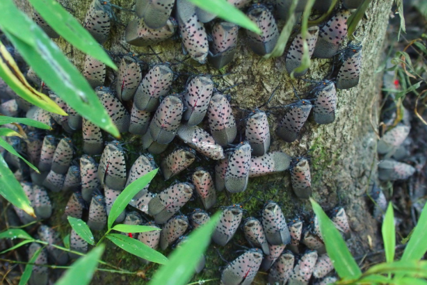 Spotted Lanternfly Philly