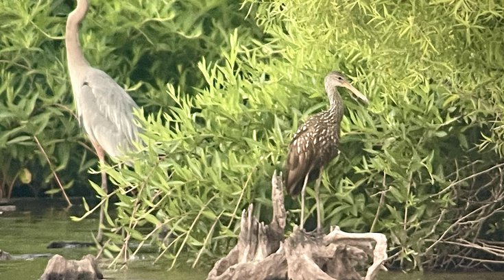 Limpkin Pennsylvania Bird