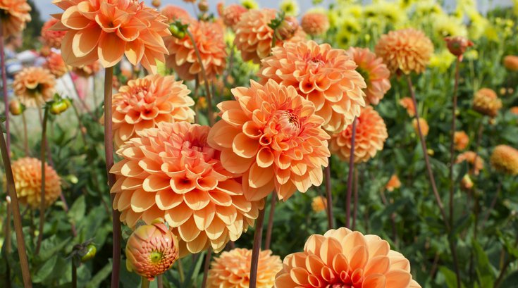 Dahlia Diabetes Treatment