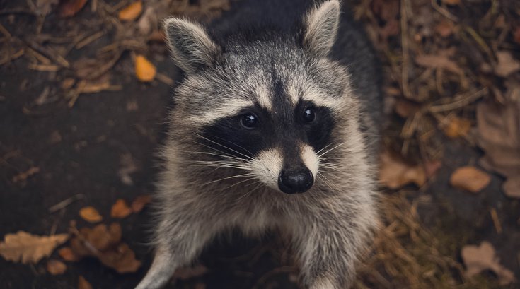 Raccoon philly airport