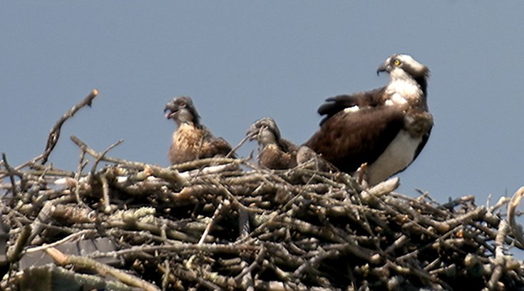 Atlantic City billboard osprey nest