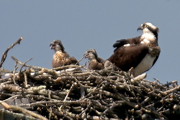 Atlantic City billboard osprey nest