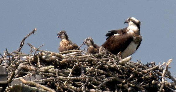 Atlantic City billboard osprey nest