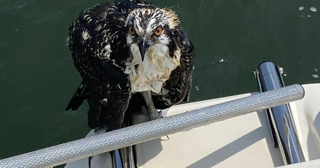 Baby osprey rescued in Ocean City by riding on family's fishing boat