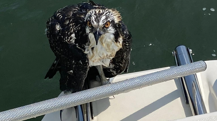 Osprey Ocean City