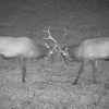 Pennsylvania Elk Cam