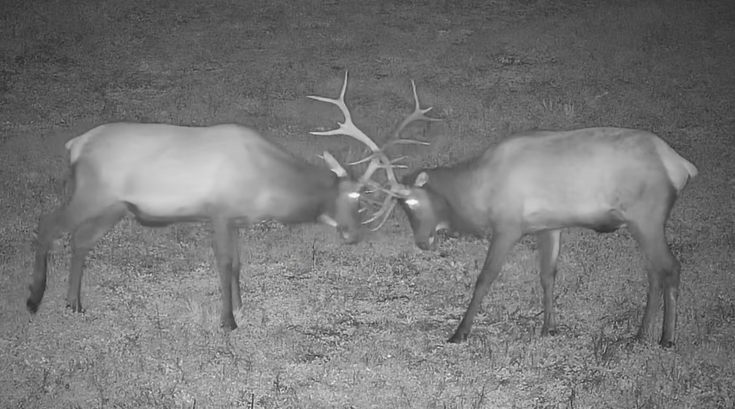 Pennsylvania Elk Cam