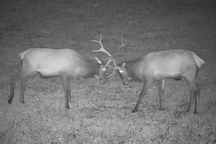 Pennsylvania Elk Cam