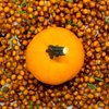 Limited - IBX Recipes - Pumpkin Chickpeas