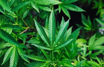 Pennsylvania Marijuana Anxiety
