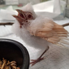 Albino cardinal