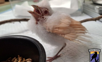 Albino cardinal