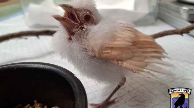 Albino cardinal