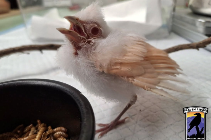 Albino cardinal