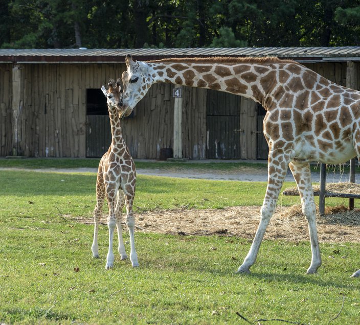 Giraffe Six Flags birth