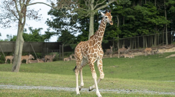 Giraffe Six Flags