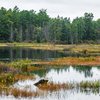 Pine Barrens trees destroyed