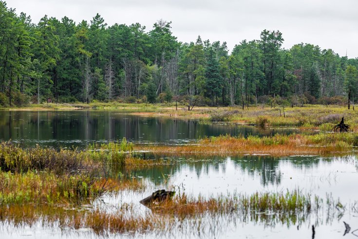Pine Barrens trees destroyed